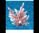 Коралл Тритон Искусственный Sh-059 Pi 13*10*11см 