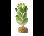 Растение Пустыни Хаген Рт-2984 Кактус-Негодница Пластик