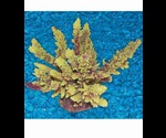 Коралл Тритон Искусственный Sh-059 Y 13*10*11см