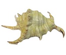 Аквадекор Для Аквариума Marlin (Марлин) Морская Раковина Пластик 11,5*7,5*4см Mja-038